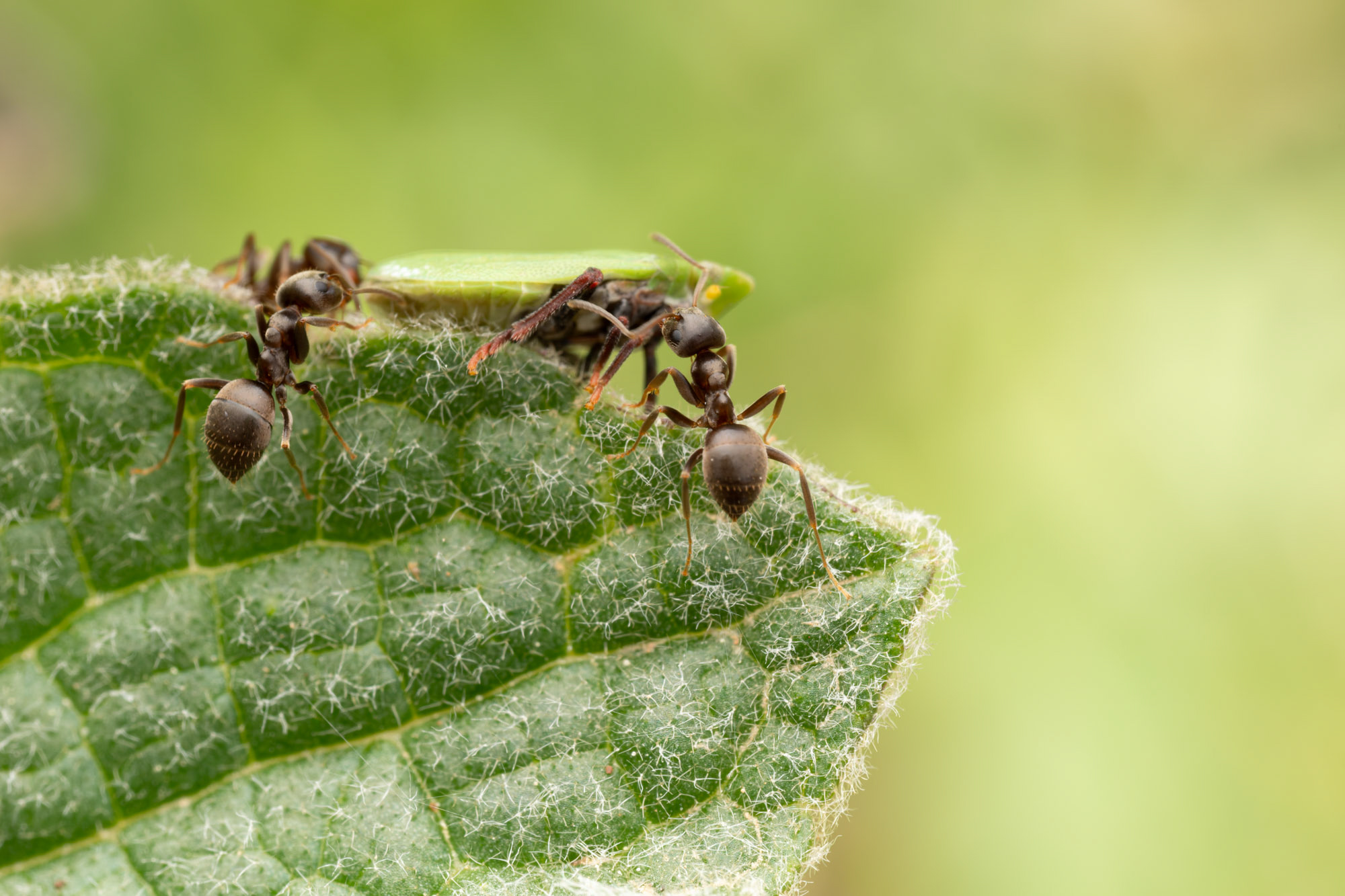 Lasius sp